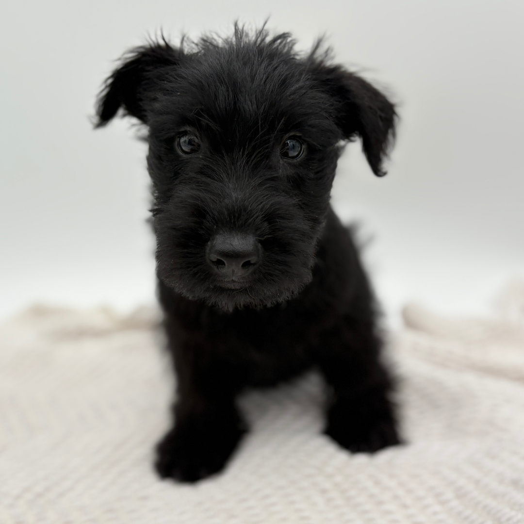 Terrier Temperament Skye Terrier Weight Norwich Terrier Breed