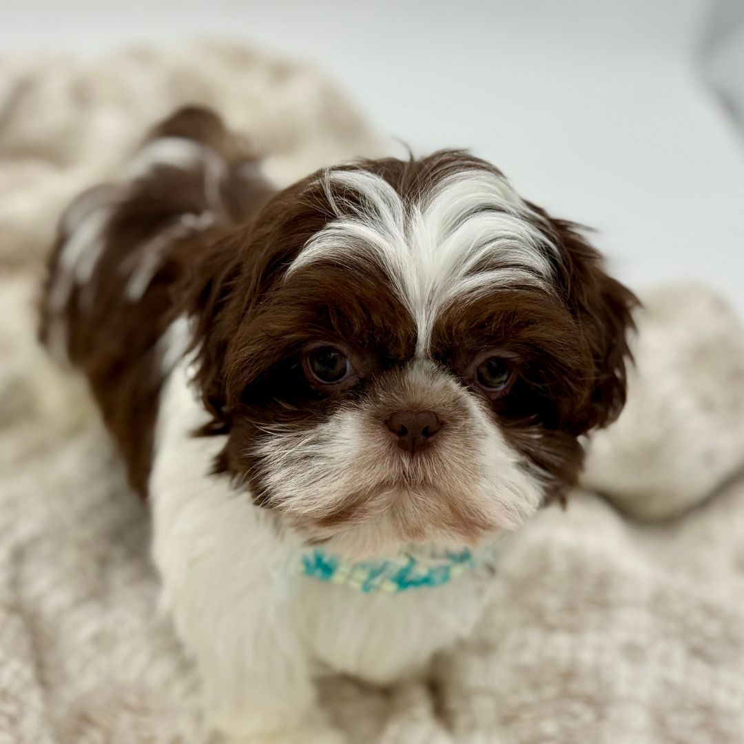 Shih Tzu Puppy ID: 30626 Located at Petland Sarasota, Florida