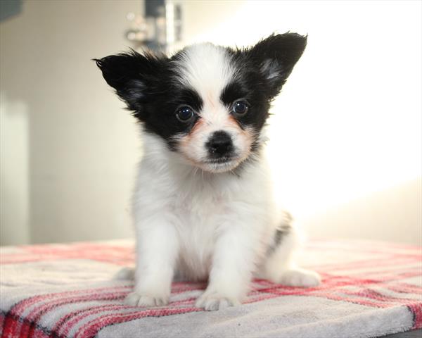 Papillon Puppy ID: 30635 Located at Petland Sarasota, Florida