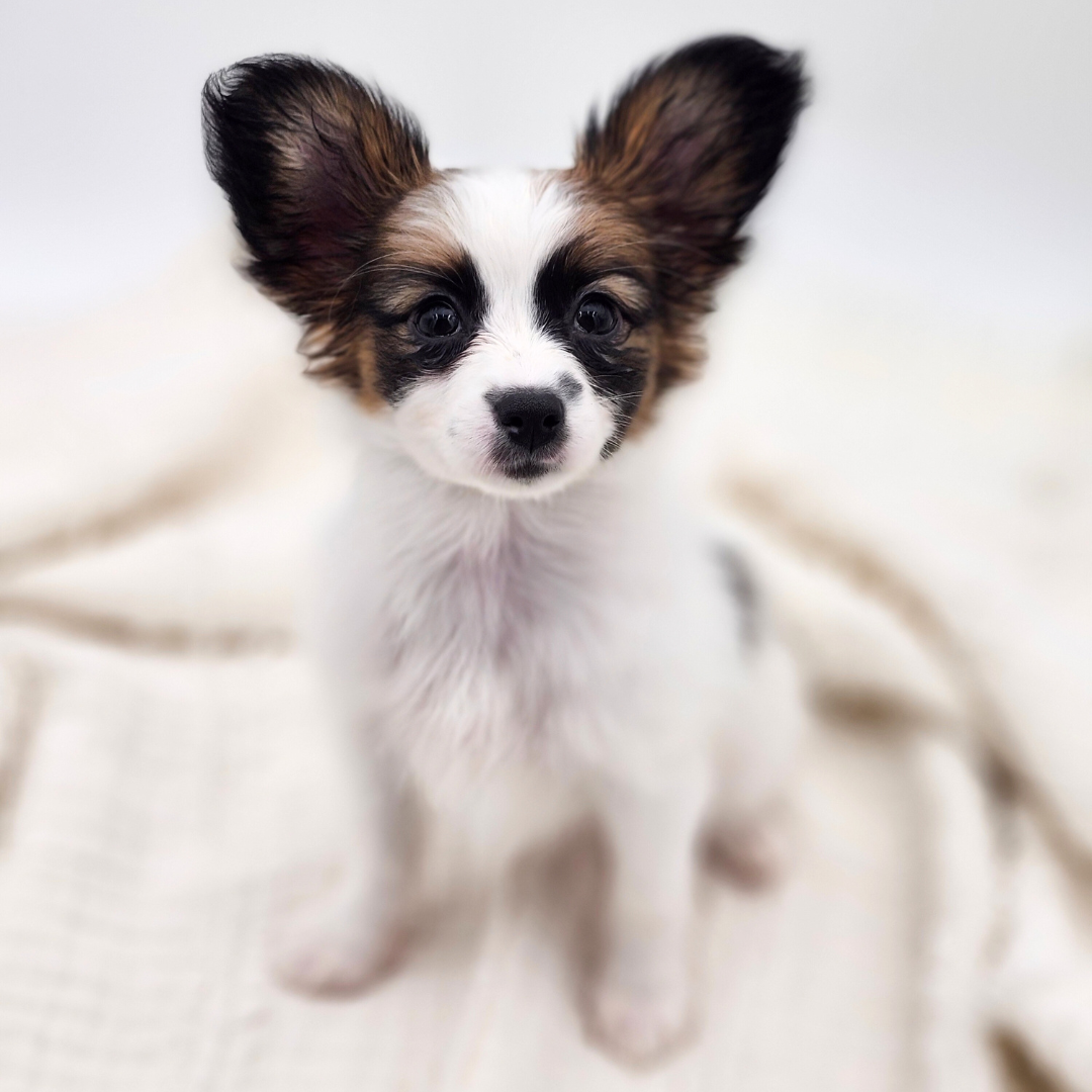 Papillon Puppy Tri-Colored ID: 30767 Located at Petland Sarasota