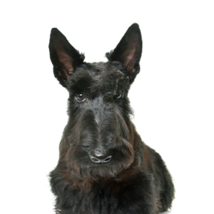 Scottish Terrier