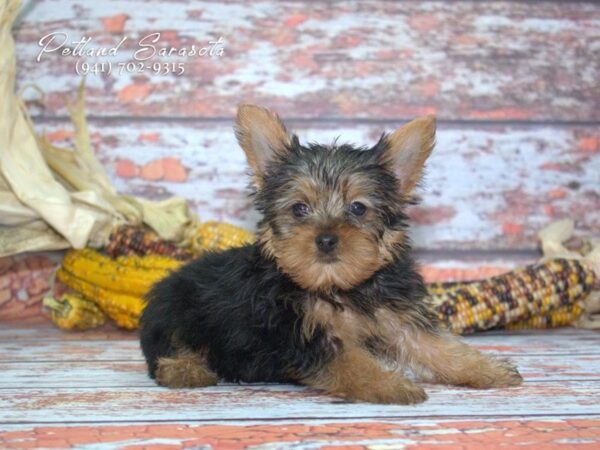 Yorkshire Terrier DOG Male Black / Tan 23188 Petland Sarasota, Florida