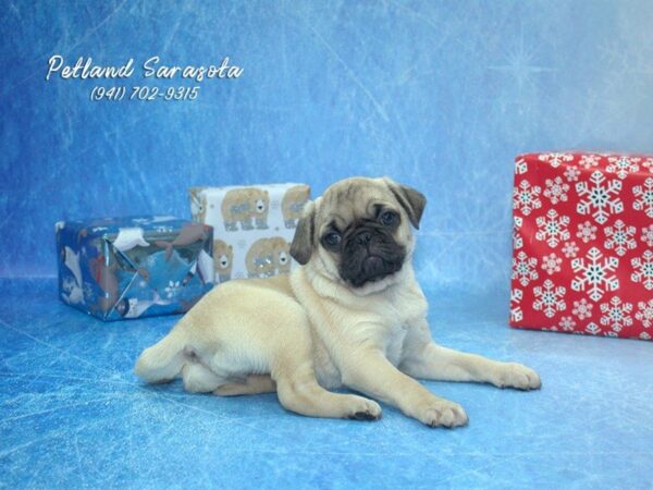 Pug DOG Female Fawn 23204 Petland Sarasota, Florida