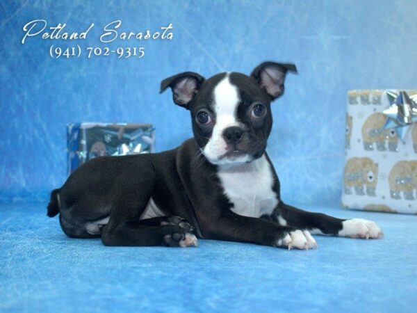 Boston Terrier DOG Female Black / White 23206 Petland Sarasota, Florida