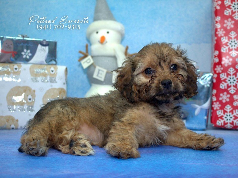 Cavapoo Puppy Cafe Au Lait ID:23233 Located at Petland Sarasota, Florida