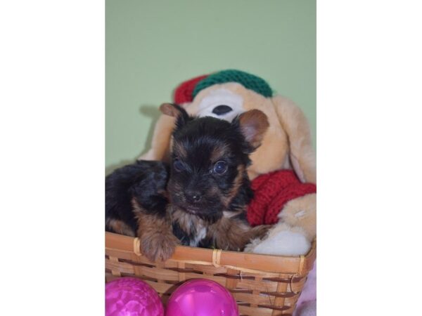 Yorkshire Terrier-DOG-Female-Black Tan-23333-Petland Sarasota, Florida