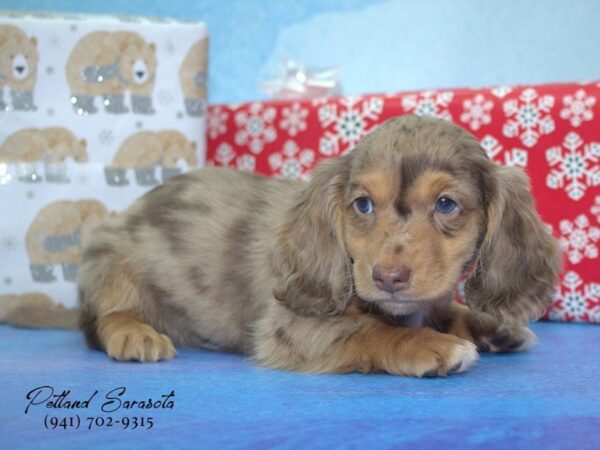 Dachshund-DOG-Male-Dapple-23260-Petland Sarasota, Florida