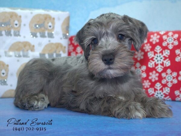 mini schnauzer-DOG-Male-Blue Merle-23262-Petland Sarasota, Florida