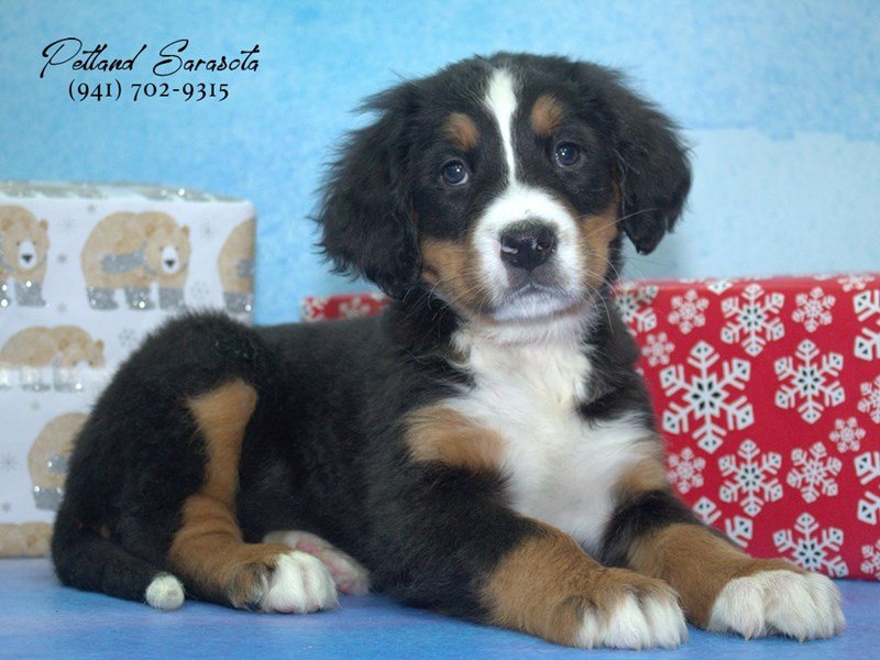 Bernese Mountain Dog Puppy Tri ID:23265 Located at Petland