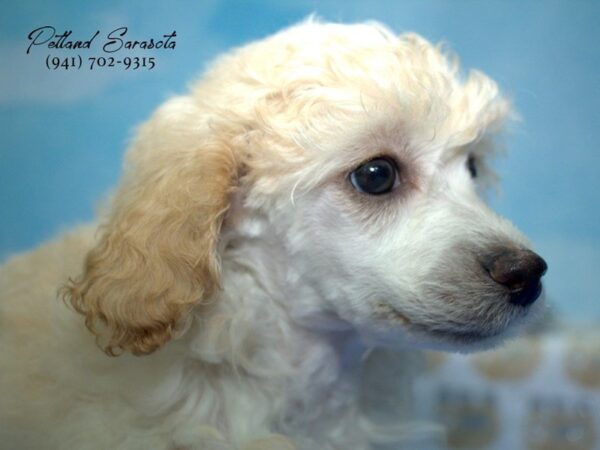 Poodle DOG Female Apricot 23274 Petland Sarasota, Florida