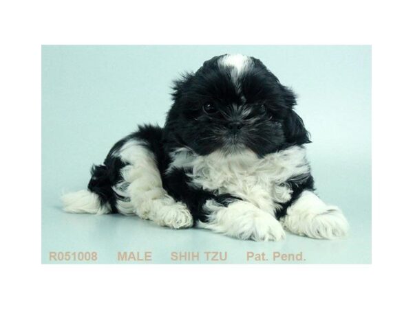 Shih Tzu DOG Male BLK & WH 23279 Petland Sarasota, Florida