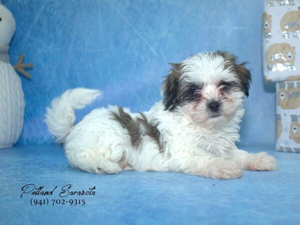 Mal Shih DOG Female Brown White 23292 Petland Sarasota, Florida