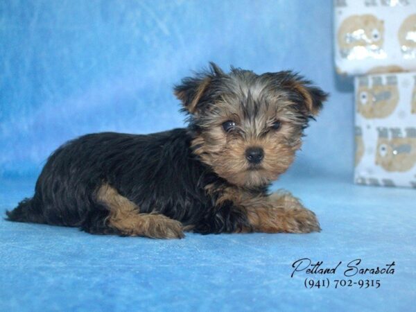 Yorkshire Terrier DOG Female Black Tan 23299 Petland Sarasota, Florida