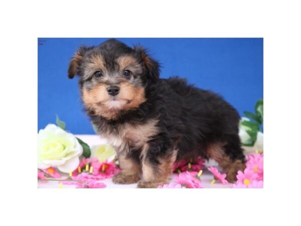 Miniature Poodle/Miniature Australian Shepherd DOG Male blk-br 23350 Petland Sarasota, Florida