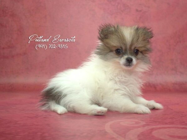 Pomeranian DOG Male RD SBL:PRTI 23327 Petland Sarasota, Florida