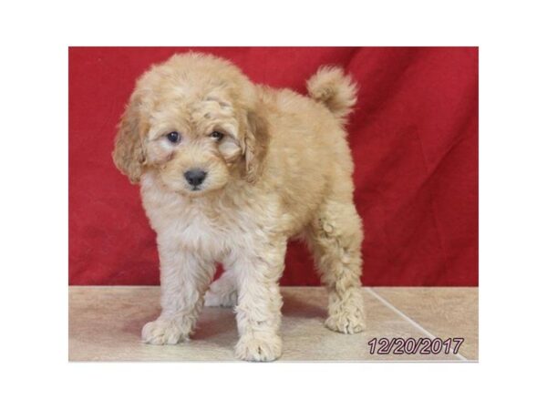 Poodle Mini/Goldendoodle-DOG-Female-Red-23376-Petland Sarasota, Florida