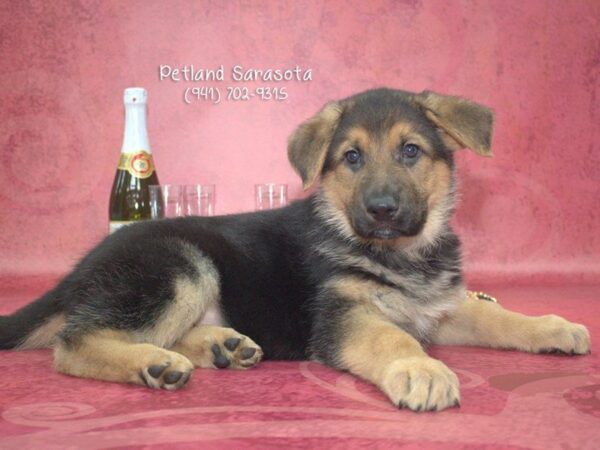 German Shepherd DOG Male Black / Tan 23375 Petland Sarasota, Florida