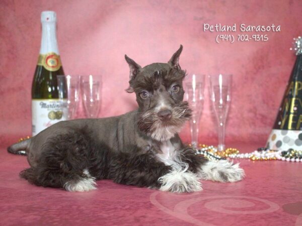 Miniature Schnauzer DOG Male LIVER 23388 Petland Sarasota, Florida