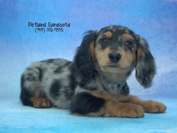 Dachshund DOG Male Black / Tan 23412 Petland Sarasota, Florida