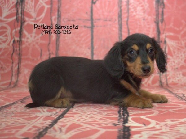 Dachshund DOG Female Black Tan 23444 Petland Sarasota, Florida