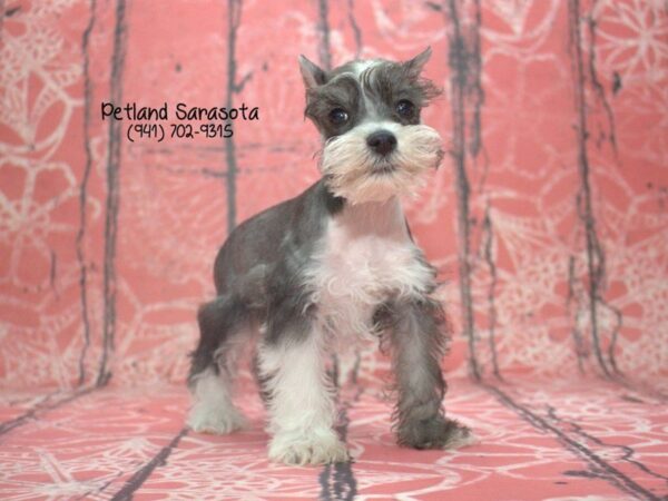 Miniature Schnauzer DOG Female SALT PEPPER PARTI 23451 Petland Sarasota, Florida