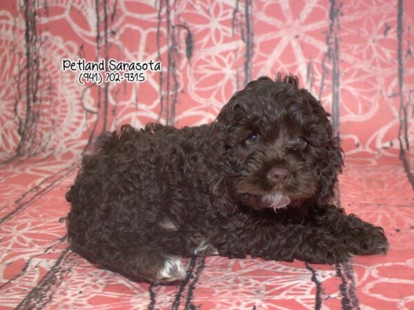 Miniature Labradoodle DOG Male CHLT 23473 Petland Sarasota, Florida