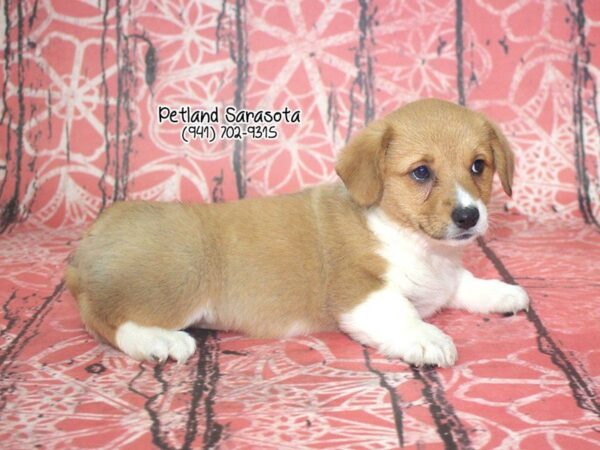 Pembroke Welsh Corgi DOG Female Red / White 23475 Petland Sarasota, Florida