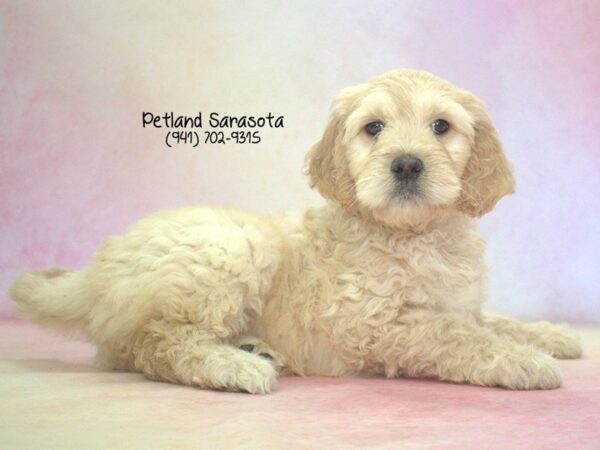 Goldendoodle DOG Female GLDN 23493 Petland Sarasota, Florida