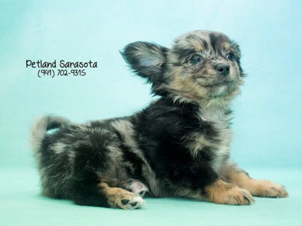 Chihuahua DOG Male BL & TN:MRL MKGS 23619 Petland Sarasota, Florida