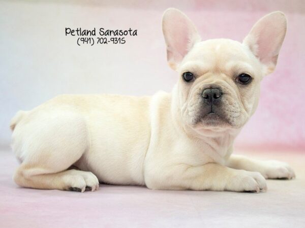 French Bulldog DOG Female CR 23667 Petland Sarasota, Florida