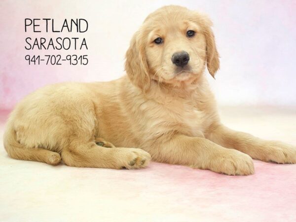 Golden Retriever DOG Female Dark Golden 23713 Petland Sarasota, Florida