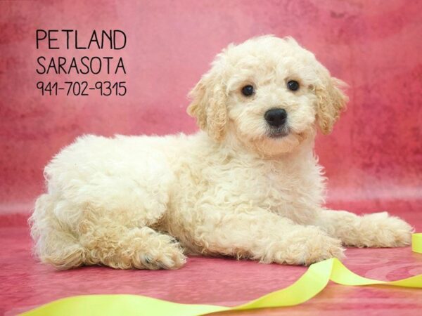 Miniature Goldendoodle 2nd Gen DOG Male Light Golden 23776 Petland Sarasota, Florida