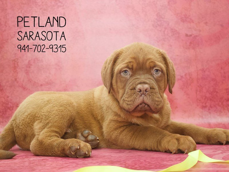 Petland Red Bordeaux Dog Top Bordeaux Puppies For Sale Near