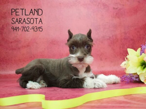 Miniature Schnauzer DOG Male CHOCOLATE WHITE 23756 Petland Sarasota, Florida