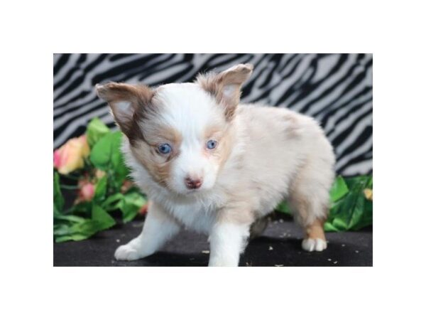 Australian Shepherd DOG Male rd mrl 23796 Petland Sarasota, Florida