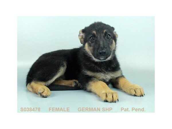 German Shepherd Dog DOG Female BLK & TN 23823 Petland Sarasota, Florida