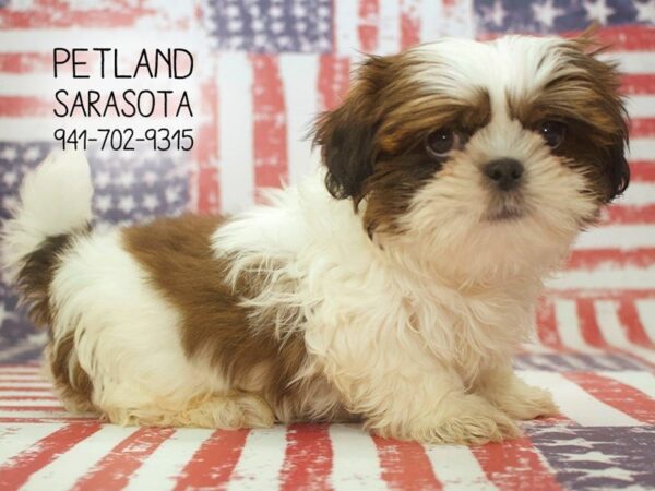 Shih Tzu DOG Male RD & WH 23892 Petland Sarasota, Florida