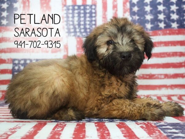 Soft Coated Wheaten Terrier DOG Male Wheaten 23951 Petland Sarasota, Florida