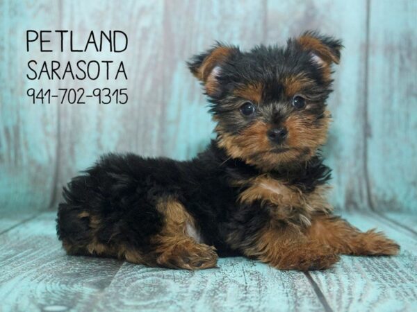 Yorkshire Terrier DOG Female BLK & GLD 24071 Petland Sarasota, Florida