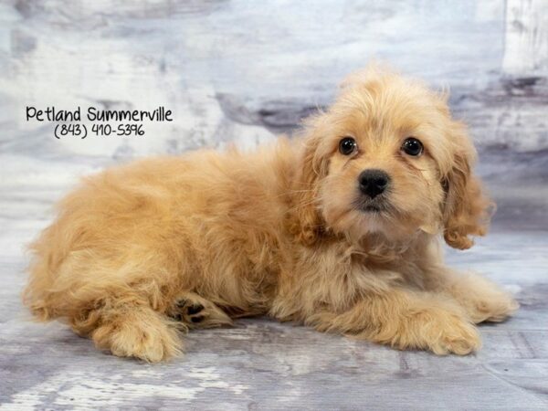 Cavachon DOG Female APCT 24275 Petland Sarasota, Florida