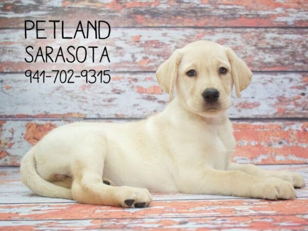 Labrador Retriever DOG Female Yellow 24151 Petland Sarasota, Florida