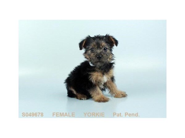 Yorkshire Terrier DOG Female BLK & TN 24309 Petland Sarasota, Florida