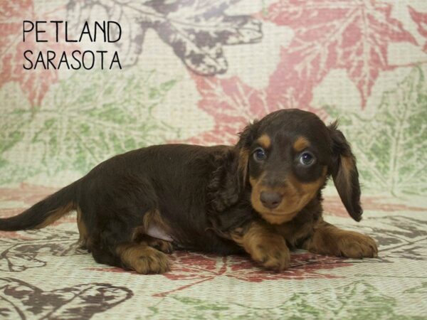 Dachshund-DOG-Male-CHOCOLATE-24320-Petland Sarasota, Florida