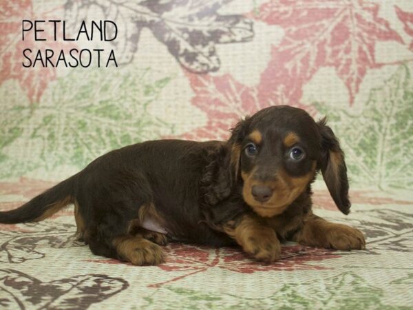 Dachshund DOG Male CHOCOLATE 24320 Petland Sarasota, Florida