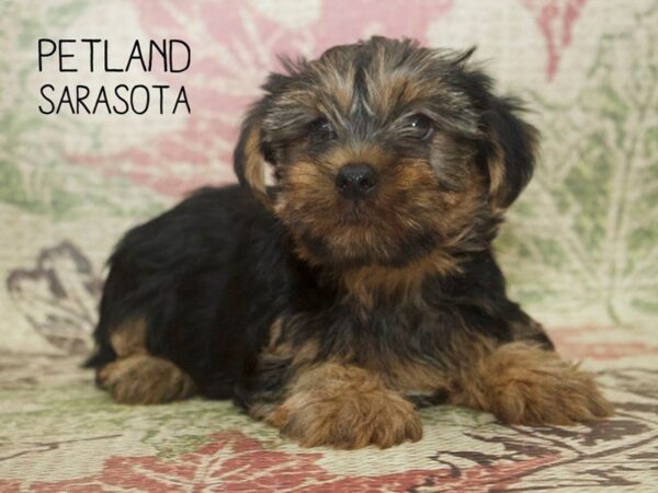 Yorkshire Terrier DOG Male BLACK TAN 24349 Petland Sarasota, Florida