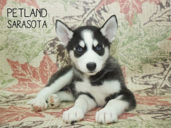 Siberian Husky DOG Male BLACK WHITE 24363 Petland Sarasota, Florida