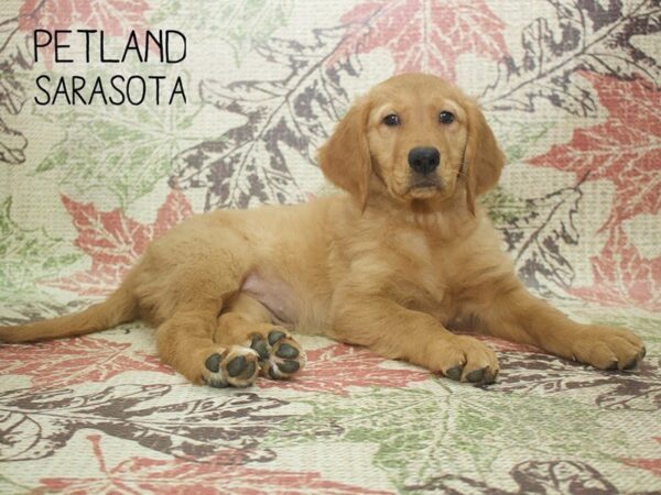 Golden Retriever DOG Female Red 24375 Petland Sarasota, Florida