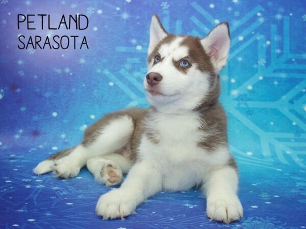 Siberian Husky DOG Male Red / White 24426 Petland Sarasota, Florida