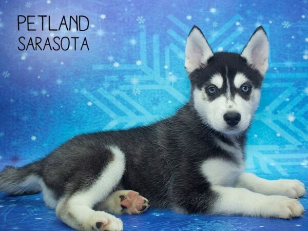 Siberian Husky DOG Male BLACK WHITE 24413 Petland Sarasota, Florida