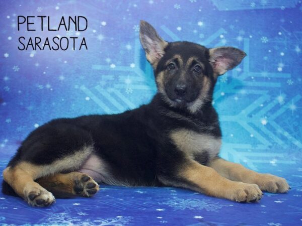 German Shepherd DOG Female Black Tan 24412 Petland Sarasota, Florida